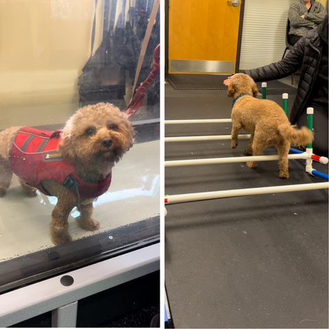 Gauss the Maltipoo at hydrotherapy and physical therapy