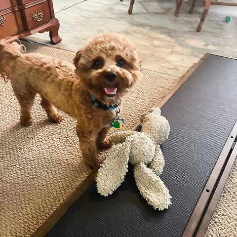 Gauss the Maltipoo with his DoggoRamps Small Bed Ramp