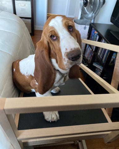 Gus le Basset se tient au sommet de sa grande rampe de lit DoggoRamps