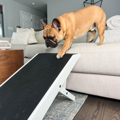 Hank the French Bulldog using his DoggoRamps Couch Ramp for Dogs to safely get down from the couch