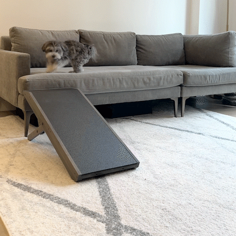 Hershey the Maltipoo walking down his couch ramp for dogs