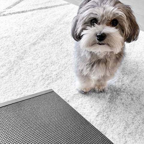 A Maltipoo standing in front of his dog ramp for the couch