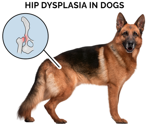 Hip Dysplasia in Dogs