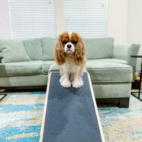 A Cavalier King Charles Spaniel sitting on his DoggoRamps Couch Ramp in front of the sofa