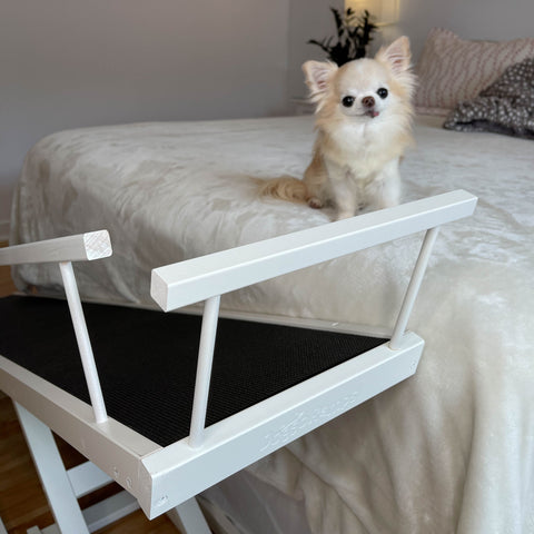 Cedric el chihuahua se sienta encima de su cama frente a la rampa de su pequeña cama para perros