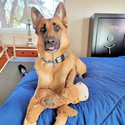A German Shepherd sits on a bed with his dog ramp for big breeds next to him