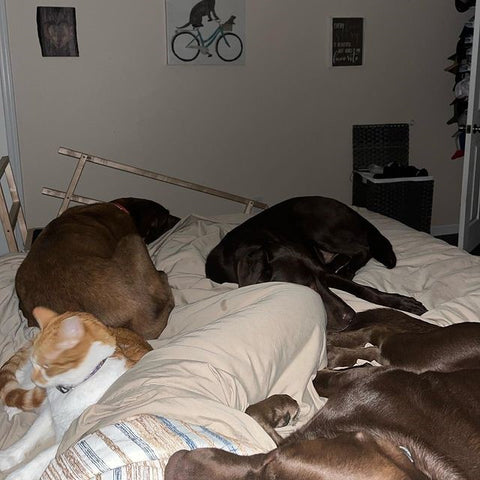 Three chocolate-colored Labrador Retrievers and a cat sleeping on a queen-sized bed