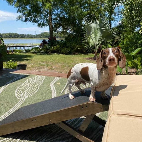 Meatball le Teckel profite du soleil avec son canapé DoggoRamp