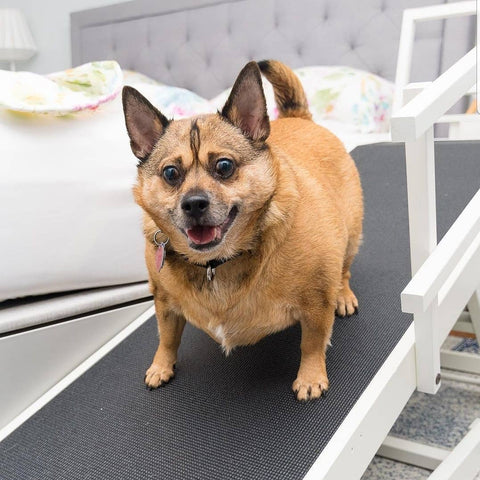 Un chien de taille moyenne se tient sur la rampe du lit