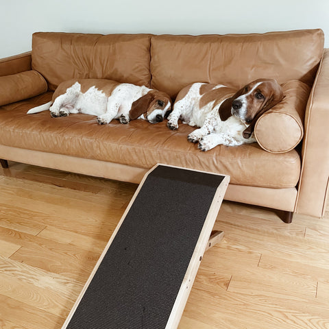 Basset Hounds Sherlock et Watson avec leur rampe de canapé pour chiens