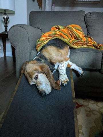 Whiskey Sue le Basset Hound fait une sieste sur son DoggoRamp