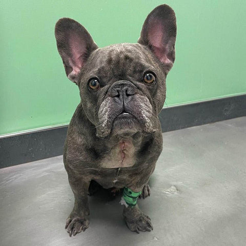 Winston the Frenchie the day after undergoing surgery for a herniated disc