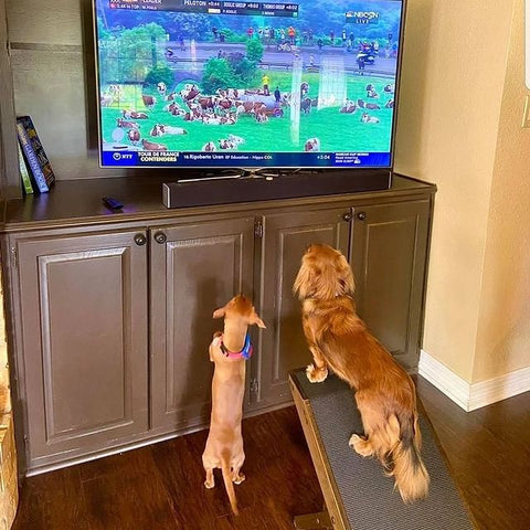 Deux teckels avec une rampe pour chiens regardant la télévision