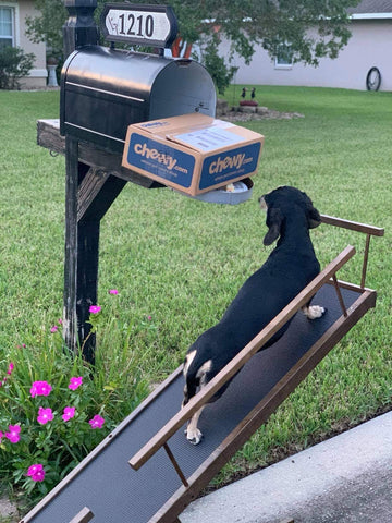 Un teckel utilise sa rampe pour chien pour vérifier la boîte aux lettres