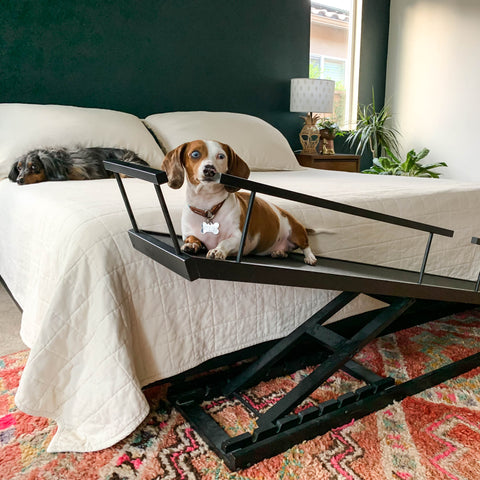 A Dachshund resting on her dog ramp in front of the bed