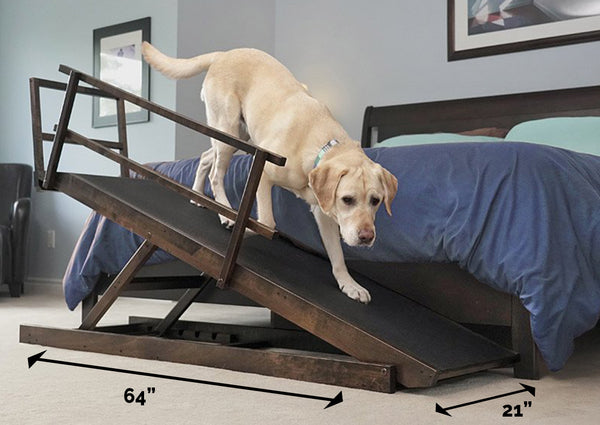 Un Labrador Retriever descend sa grande rampe de lit.