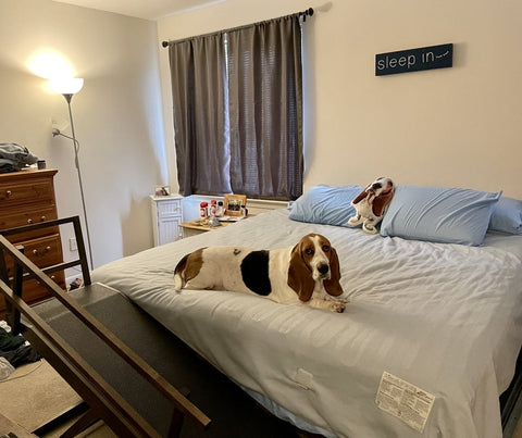 Lola the Basset Hound con su rampa de cama grande DoggoRamps