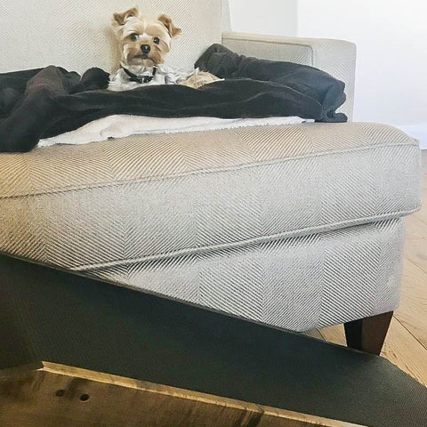 Un Yorkie repose sur le canapé avec sa rampe de canapé pour chiens devant elle
