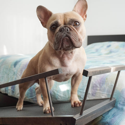 Un bouledogue français se tient fièrement sur sa rampe de lit DoggoRamps pour petits chiens