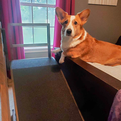 A Corgi rests on the bed next to his Large Bed Ramp for Dogs