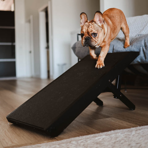 A French Bulldog walking down his DoggoRamps dog ramp to get down from the couch