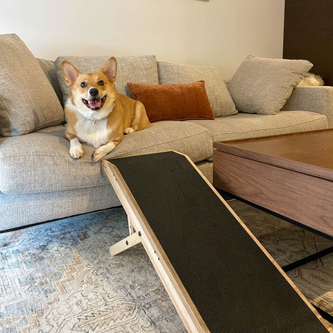 A smiling Corgi rests on the couch with his dog ramp in front of him