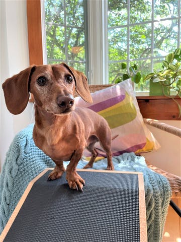 Regis, el perro salchicha, se encuentra en lo alto de su sofá DoggoRamp