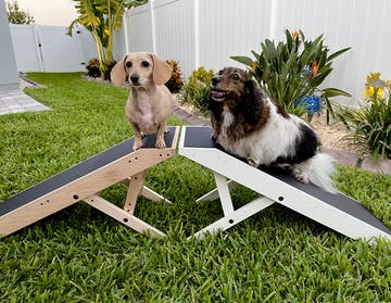 Dos perros salchicha parados encima de dos rampas para perros