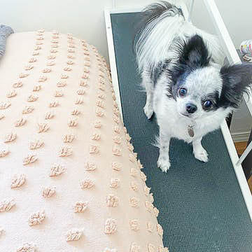 Un Chihuahua aux cheveux longs se tient au sommet de sa rampe pour chien
