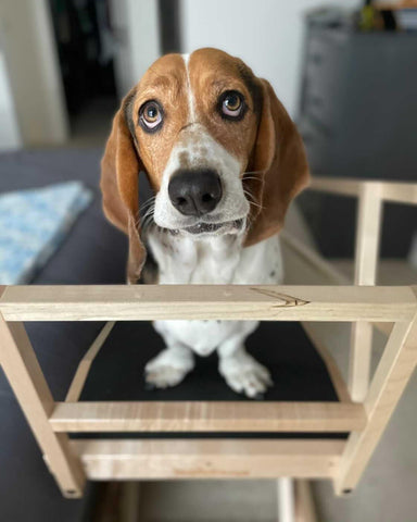 Rutherford le Basset Hound se tient au sommet de sa grande rampe de lit pour chiens