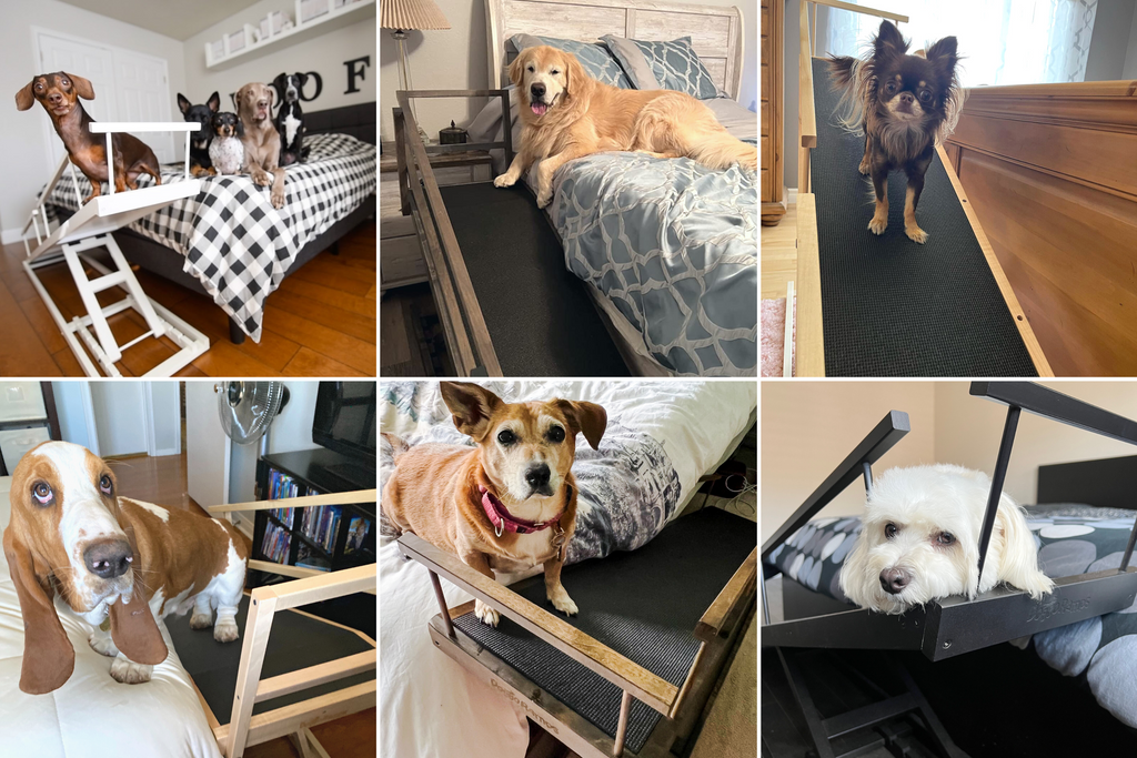 Dogs of all ages and sizes with their DoggoRamps Bed Ramps