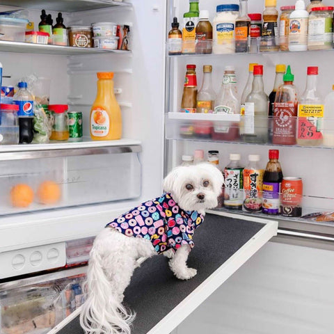 Un chien maltais debout sur son DoggoRamp devant un réfrigérateur ouvert