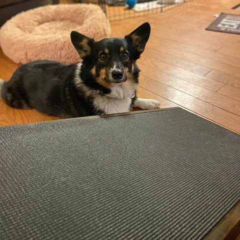 A Corgi rests beside the couch on the floor with is dog ramp next to him