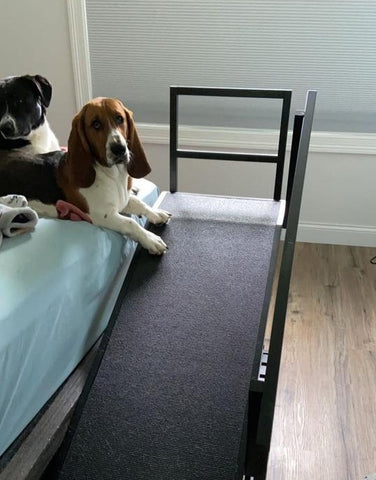 Beau le Basset Hound est assis sur le lit avec sa grande rampe de lit pour chien DoggoRamps devant lui