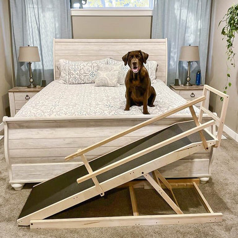 A Chocolate Labrador sitting on the bed with his DoggoRamps Large Bed Ramp placed along the foot of the bed