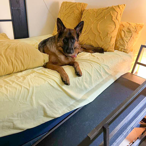 A German Shepherd with her Bed Ramp for Big Dogs