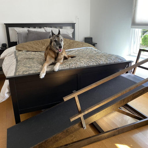 A large senior dog rests on his owner's bed with his DoggoRamps Large Bed Ramp in front of him