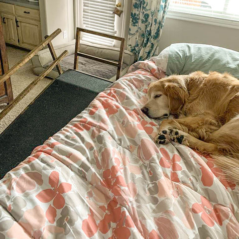 A Senior Golden Retriever sleeping on the bed with his dog ramp beside him