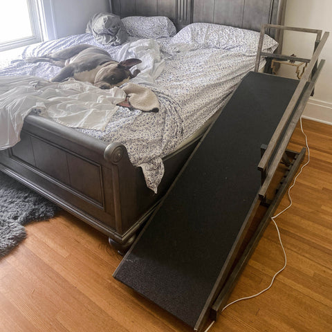 An American Bulldog rests on the bed with his dog ramp for large dogs next to him