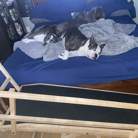 Three American Bulldogs sleeping on a bed with their DoggoRamps Large Bed Ramp in front of them