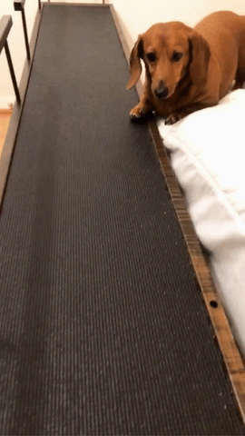 Un teckel joue au ballon sur sa rampe pour chien
