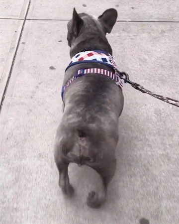 Recuperación de Winston el Bulldog Francés IVDD - 3 semanas después de la cirugía