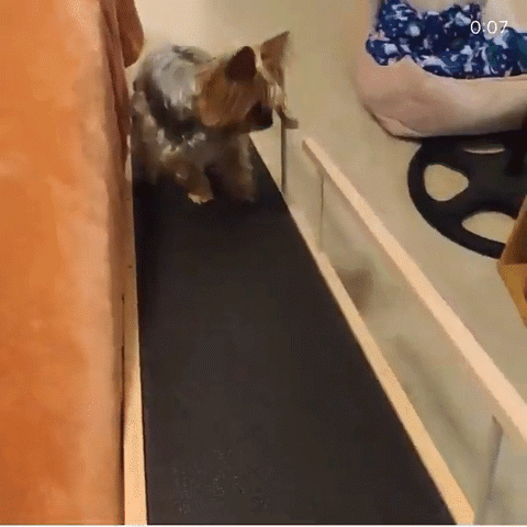 Un Yorkshire Terrier utilisant son DoggoRamp