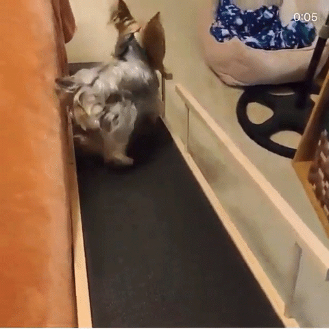 Un Yorkshire Terrier marchant à reculons sur sa rampe pour chien de lit