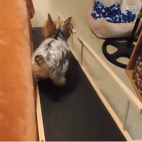 Un Yorkshire Terrier se met au lit en utilisant sa petite rampe de lit pour chien