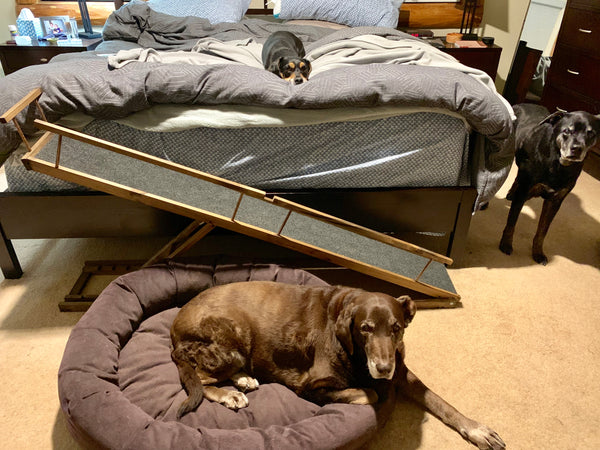 rampa de cama para perros discapacitados discapacitados