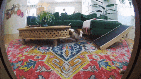 Well-trained dachshund independently choosing to use their dog ramp