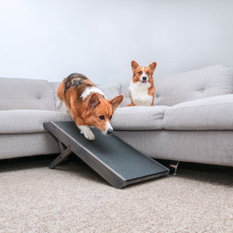Dos Corgis usan su rampa para perros para bajarse del sofá
