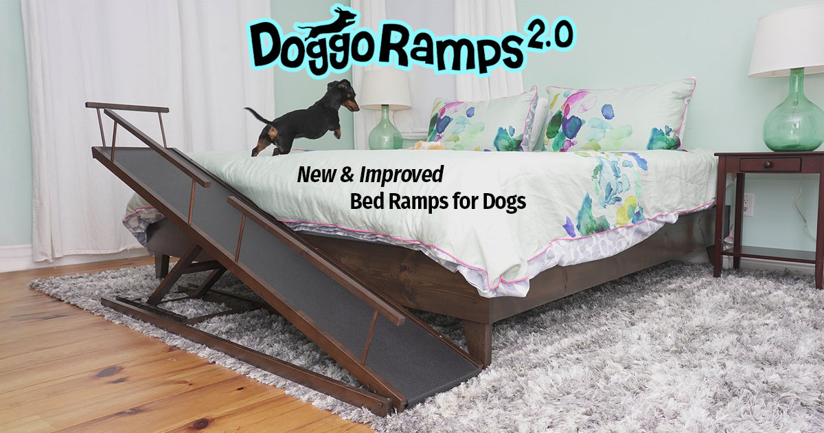 The Best Couch \u0026 Bed Ramps for Dogs 