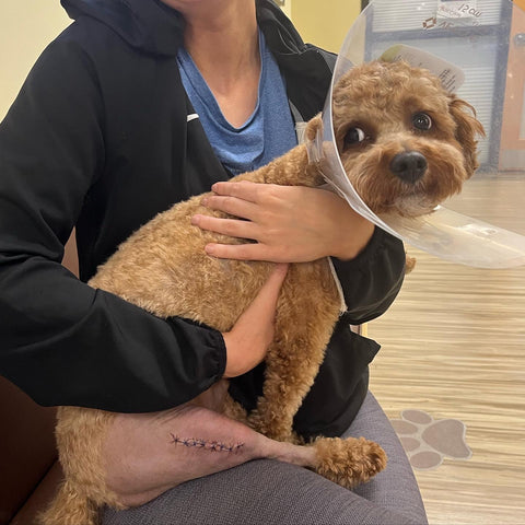 Gauss the Maltipoo following his medial patella luxation correction